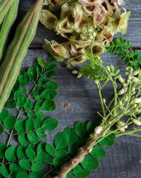 Moringa-1