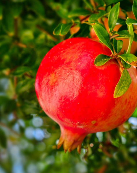 Pomegranate-3