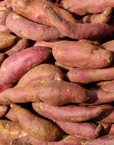 Sweet potato-1